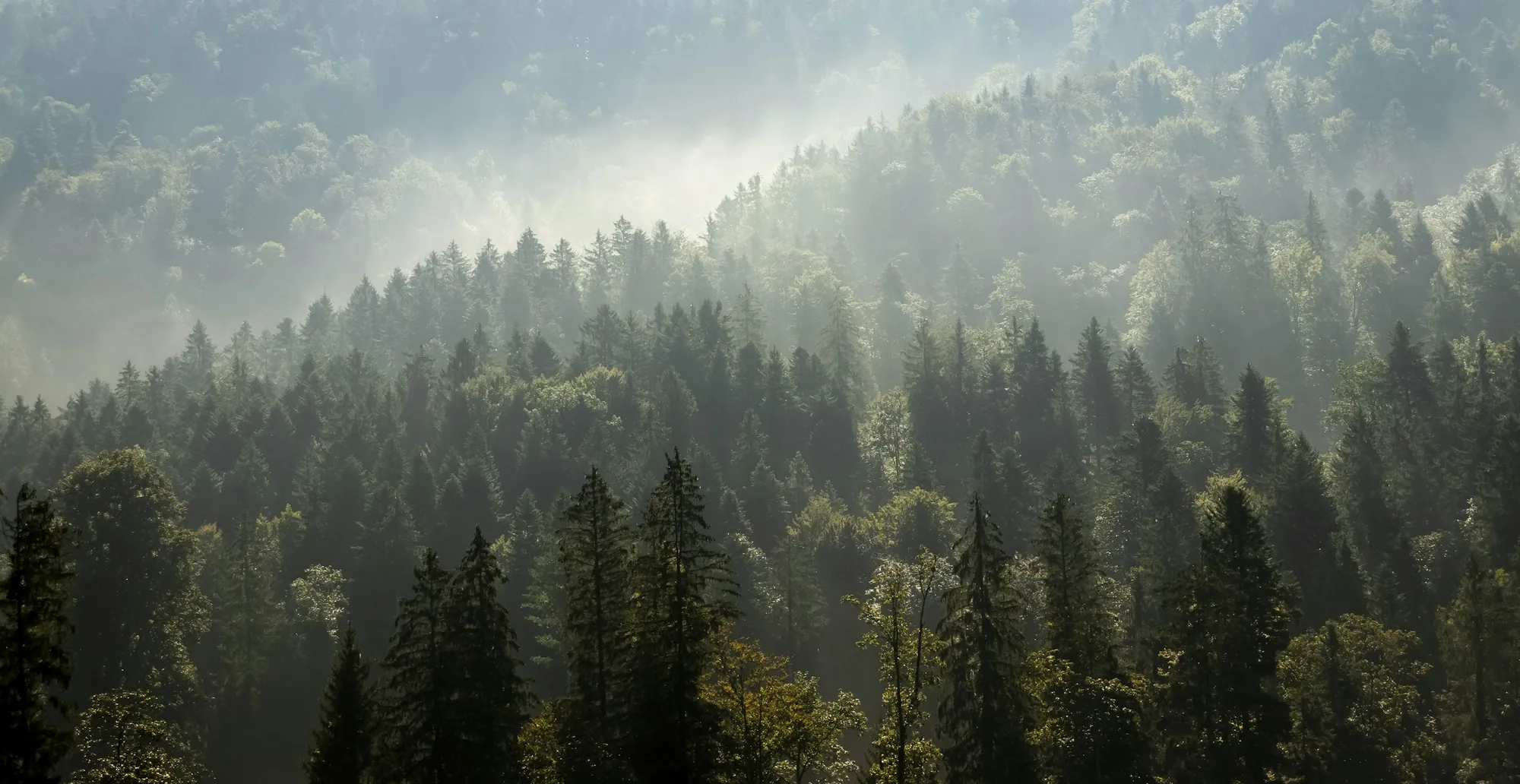 Morning mist drifts through a dense stand of evergreens on a forested hillside.